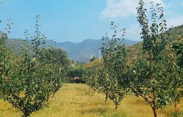 <strong>帶你來(lái)看果香滿園</strong>